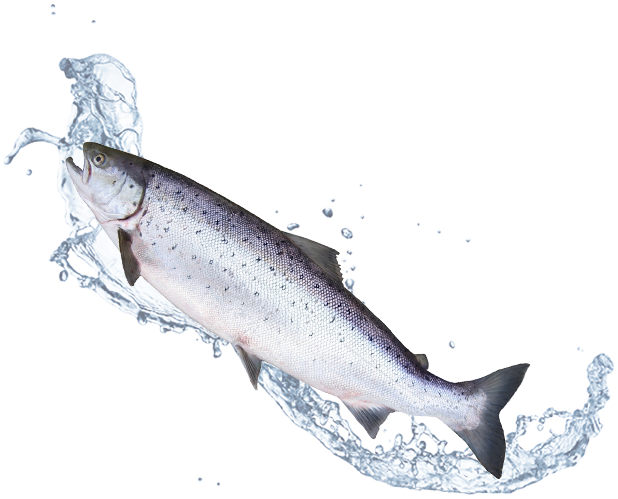 poisson